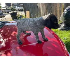 6 german shorthair puppies looking for their forever homes - 6