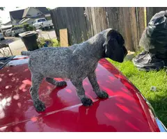 6 german shorthair puppies looking for their forever homes - 8