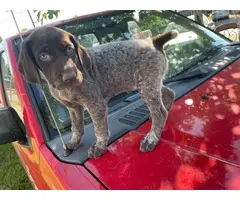 6 german shorthair puppies looking for their forever homes - 11