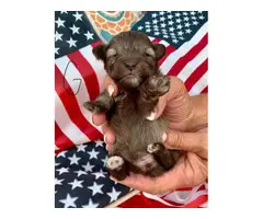 6 Schnauzer toy size puppies for sale - 2