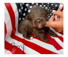 6 Schnauzer toy size puppies for sale - 5