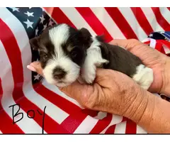 6 Schnauzer toy size puppies for sale - 6
