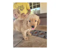 Pure Golden Retriever Puppies for Sale