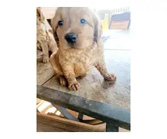 Pure Golden Retriever Puppies for Sale - 2