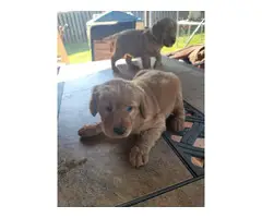 Pure Golden Retriever Puppies for Sale - 3
