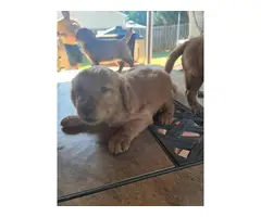 Pure Golden Retriever Puppies for Sale - 4