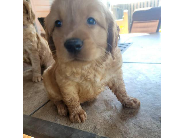 Pure Golden Retriever Puppies for Sale in Miami, Florida