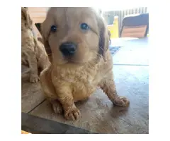 Pure Golden Retriever Puppies for Sale - 5