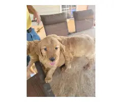 Pure Golden Retriever Puppies for Sale - 6