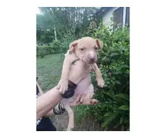 5 American red nose pitbull ready for adoption from my farm