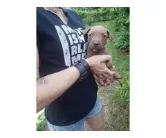 5 American red nose pitbull ready for adoption from my farm - 4
