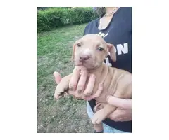 5 American red nose pitbull ready for adoption from my farm - 5