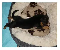 2 CUTE REGISTERED JACKABEE PUPPIES FOR SALE.