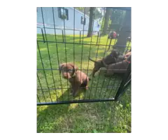 3 AKC Chocolate Lab Puppies for Sale