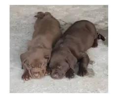 3 AKC Chocolate Lab Puppies for Sale - 3