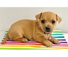 3 Chiweenie puppies for adoption - 2
