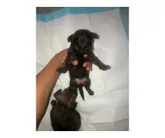 2 Yorkiepoo puppies available