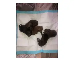 2 Yorkiepoo puppies available - 2
