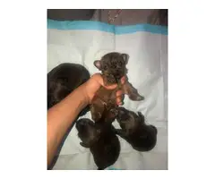 2 Yorkiepoo puppies available - 3