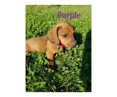 6 red long-hair Dachshund puppies looking for loving homes