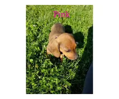 6 red long-hair Dachshund puppies looking for loving homes - 2