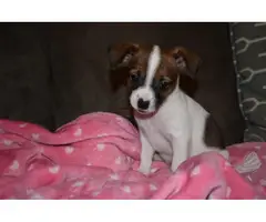 Three adorable little Chihuahua terrier puppies - 3