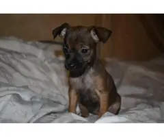 Three adorable little Chihuahua terrier puppies - 4