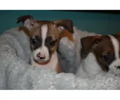Three adorable little Chihuahua terrier puppies - 6