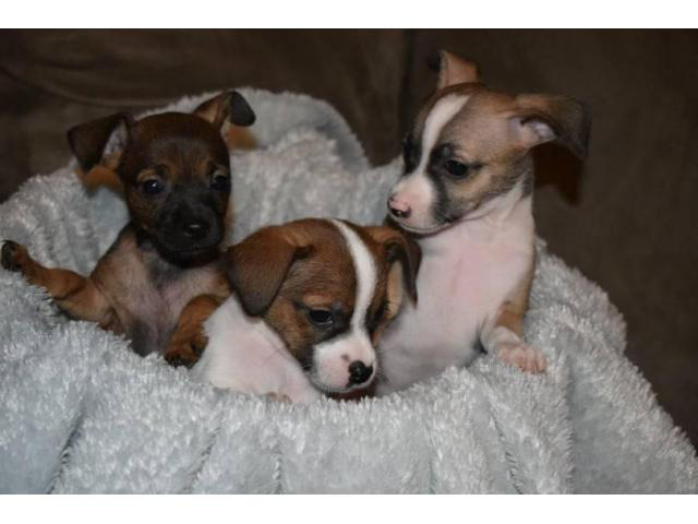 toy chihuahua puppies near me