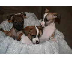Three adorable little Chihuahua terrier puppies - 7