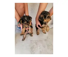3 beautiful standard size Yorkie puppies for sale