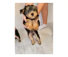 3 beautiful standard size Yorkie puppies for sale - 2