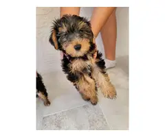 3 beautiful standard size Yorkie puppies for sale - 3