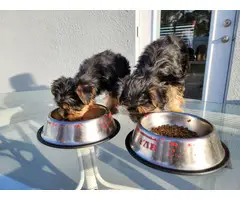 3 beautiful standard size Yorkie puppies for sale - 4