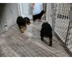 3 beautiful standard size Yorkie puppies for sale - 6