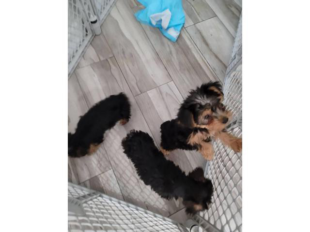 3 Beautiful Standard Size Yorkie Puppies For Sale Cape Coral - Puppies 