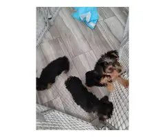 3 beautiful standard size Yorkie puppies for sale - 7