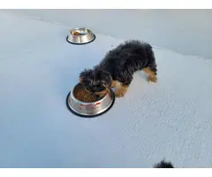 3 beautiful standard size Yorkie puppies for sale - 8