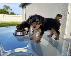 3 beautiful standard size Yorkie puppies for sale - 10