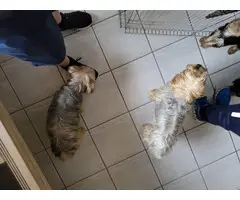 3 beautiful standard size Yorkie puppies for sale - 14