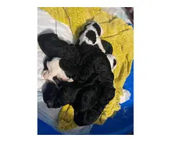 9 Standard Poodle puppies for sale