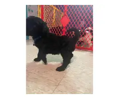 9 Standard Poodle puppies for sale - 3