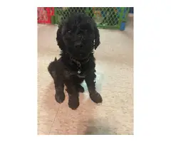 9 Standard Poodle puppies for sale - 4