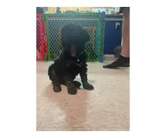 9 Standard Poodle puppies for sale - 5