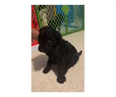 9 Standard Poodle puppies for sale - 6