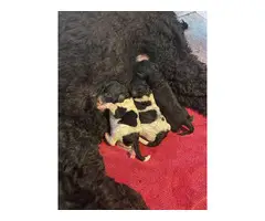 9 Standard Poodle puppies for sale - 8