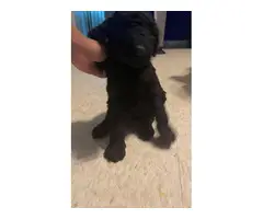 9 Standard Poodle puppies for sale - 9