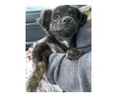 Papillon Chiweenie mix puppy for sale