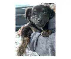 Papillon Chiweenie mix puppy for sale - 3