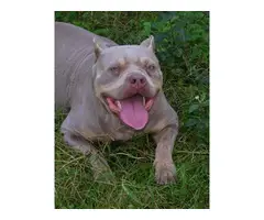 Chocolate Tri / Lilac Tri American Bully Puppies for Sale